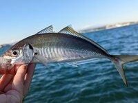 すし作家･岡田大介さんと行く、東京湾に潜む旨みとの出会い旅 〜釣りたてのアジでふわふわのアジフライと握りずし。 海の恵みをまるごと味わう！〜
